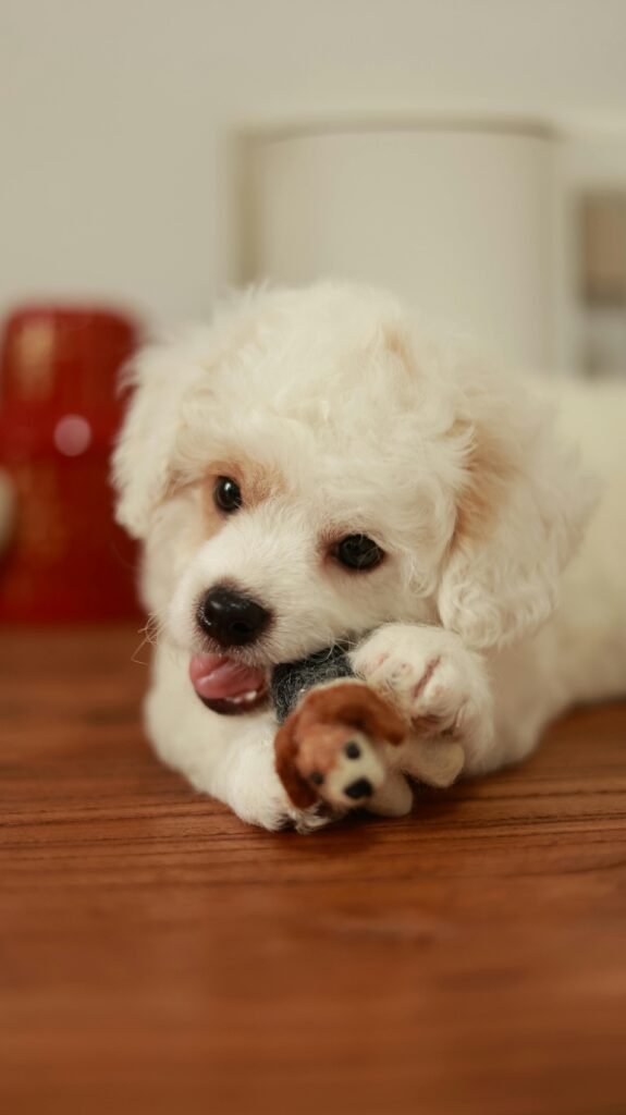 Why Does My Dog Chew Everything When I Leave? 7 Reasons + How to Stop It dog chewing toy while home alone behavior