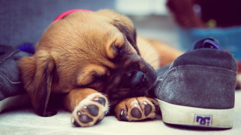 Why Does My Dog Chew Everything When I Leave? 7 Reasons + How to Stop It dog chewing shoe puppy