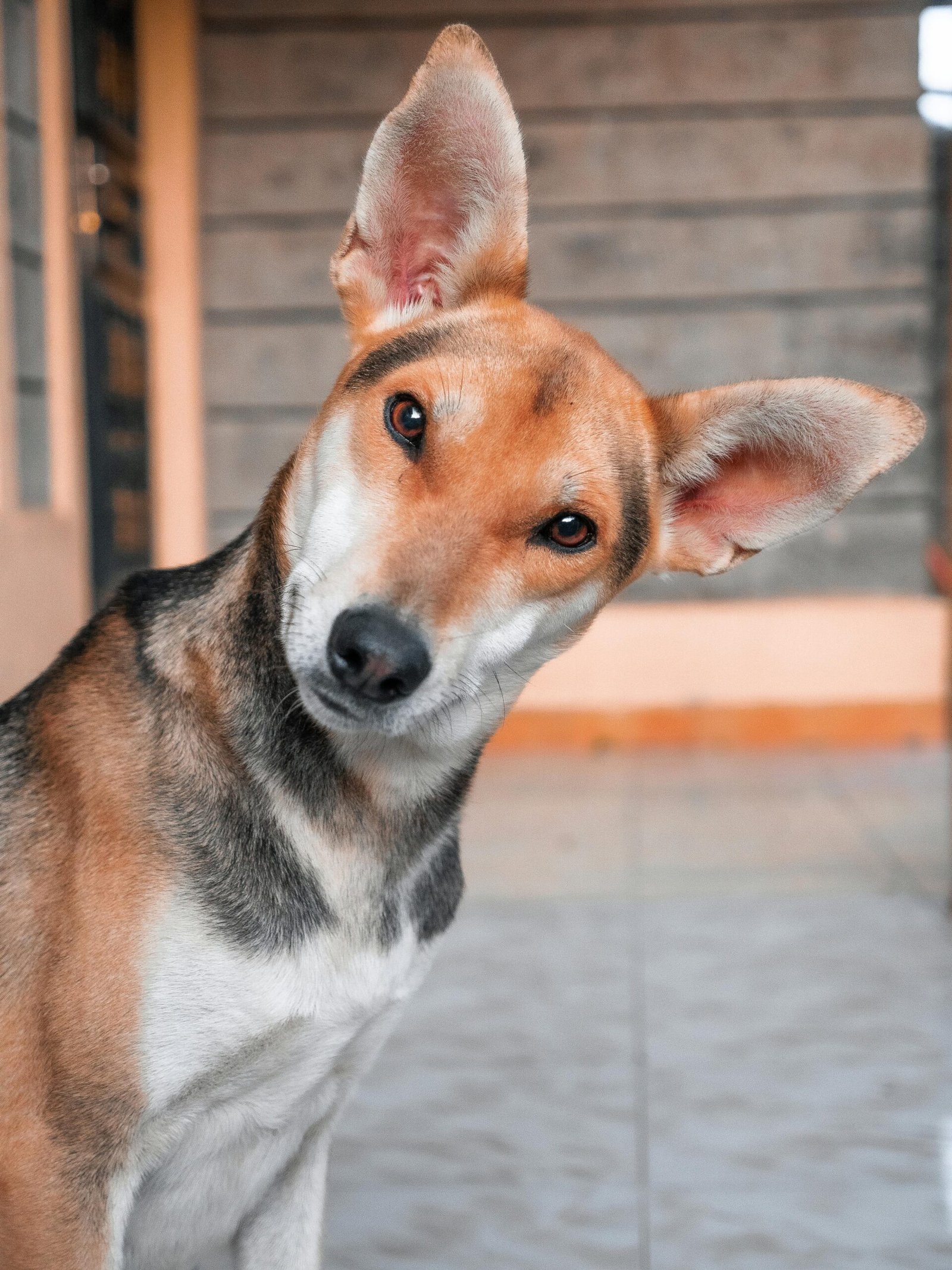 Why Does My Dog Stare at Me? 5 Heartwarming Reasons Revealed Curious brown dog staring at its owner with an intense and loving look.