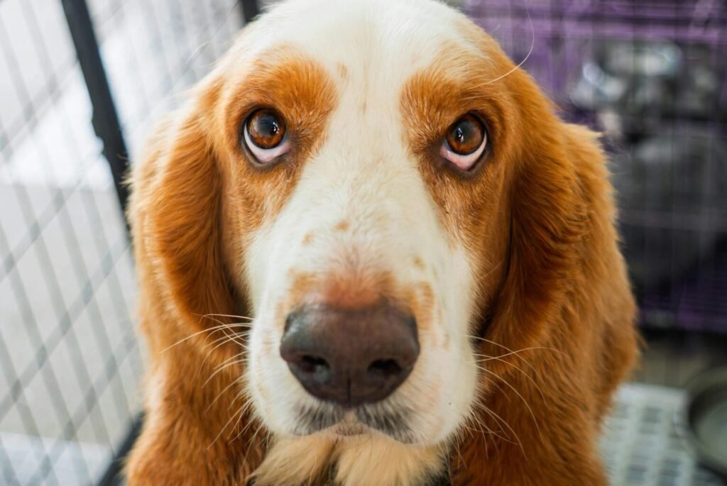 dog looking at owner asking for attention