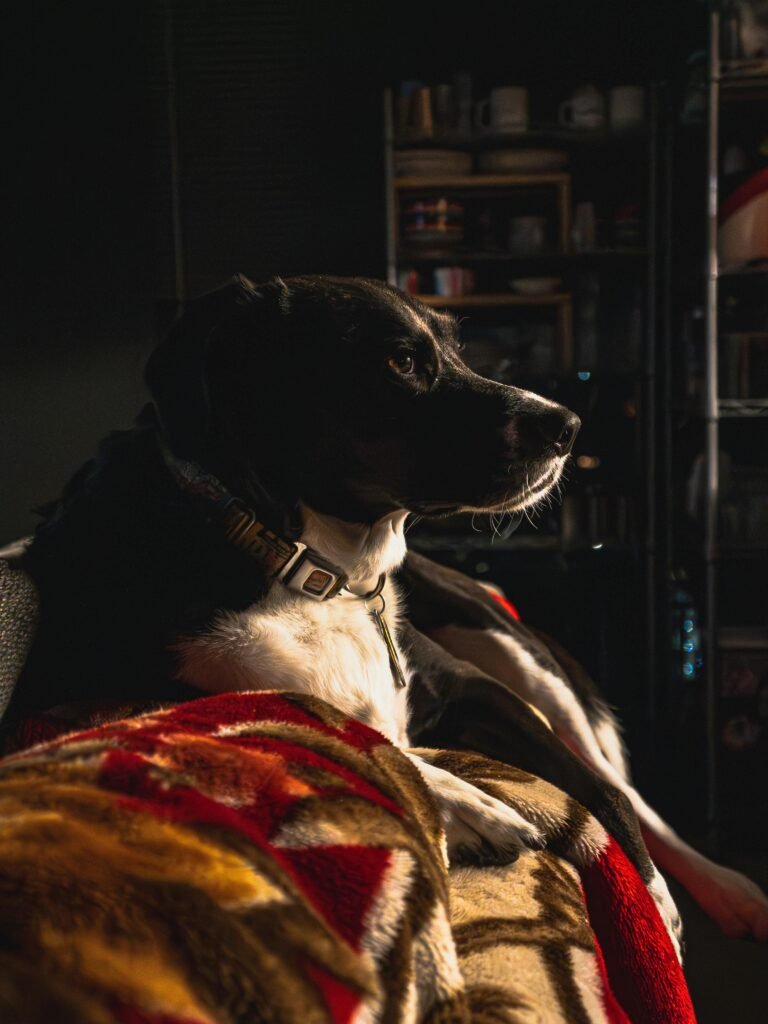Why Does My Dog Bark at Night? 6 Reasons + How to Stop It why does my dog bark at night