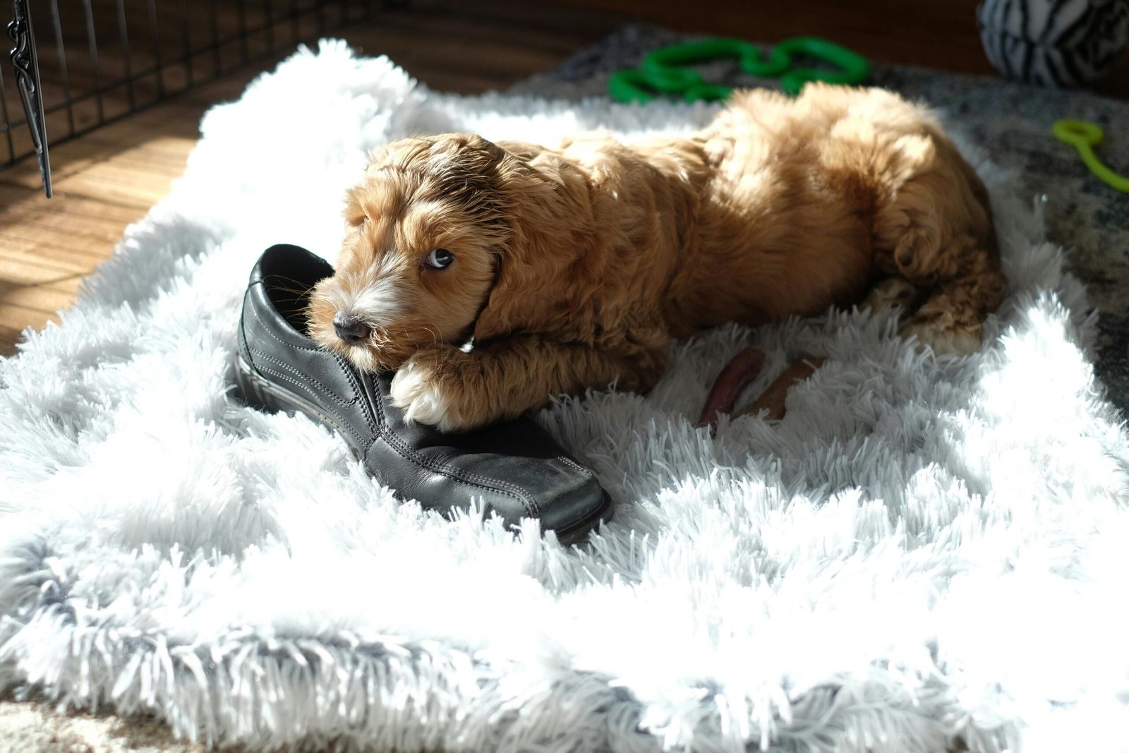 Why Does My Dog Chew Everything When I Leave? 8 Real Reasons + Easy Fixes That Actually Work dog chewing shoe when owner leaves home