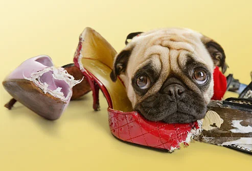 Why Do Dogs Tilt Their Head? Understanding This Adorable Behavior dog tilting head listening to owner voice