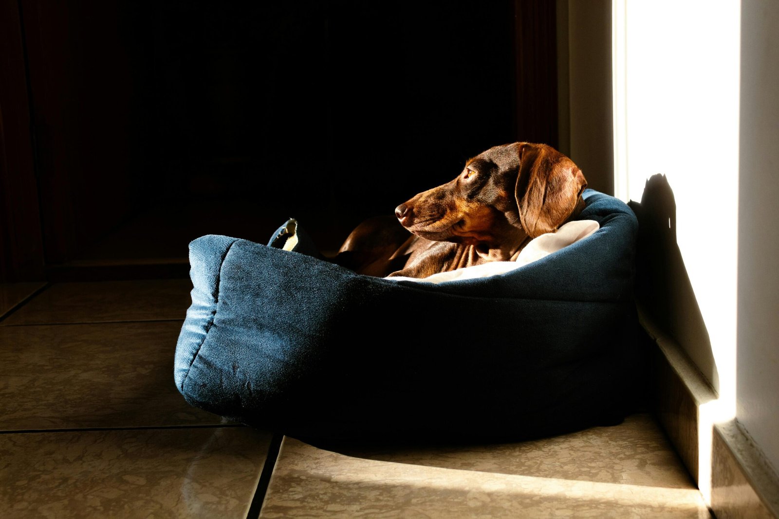 Why Does My Dog Bark at Night? 6 Proven Secrets to Stop It why does my dog bark at night - a dog sitting in its bed in a dark room