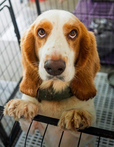 why is my dog whining