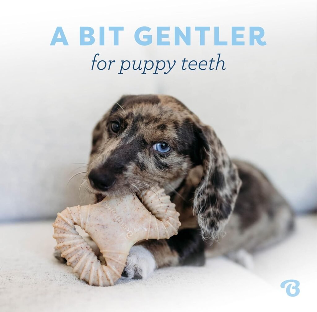 Cute dapple puppy chewing on a Benebone dental chew toy with text a bit gentler for puppy teeth