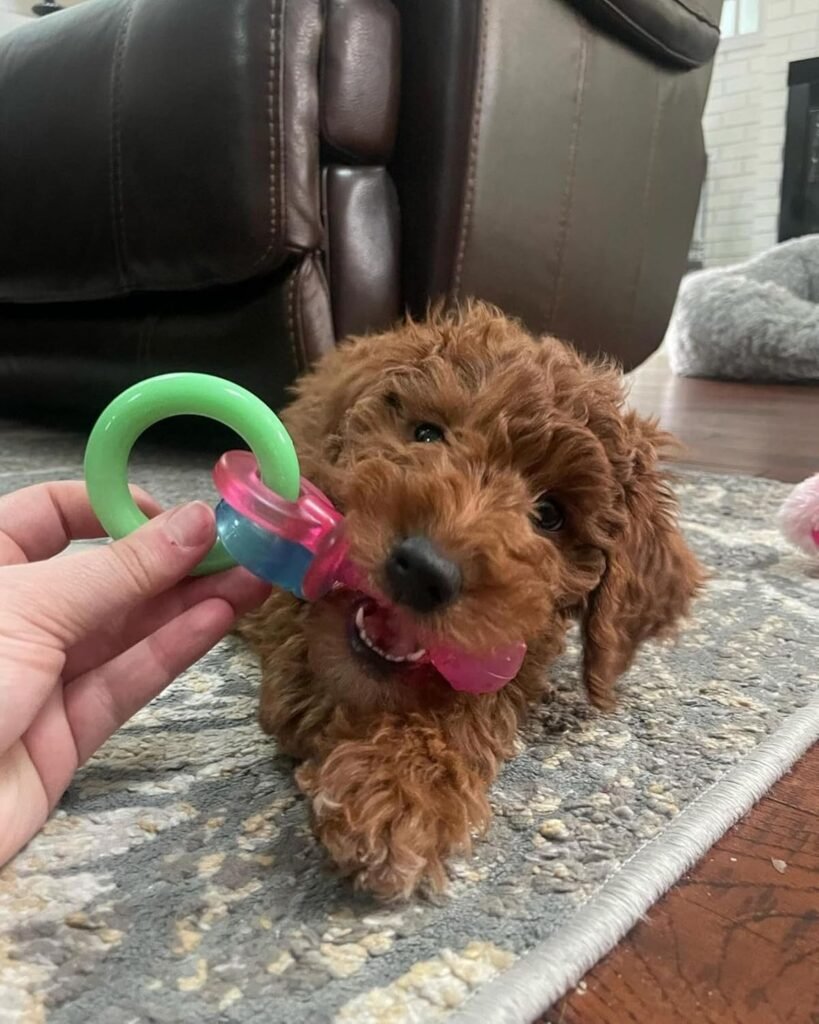 Fluffy brown puppy lying on a rug chewing on a Nylabone Puppy Pacifier teething toy