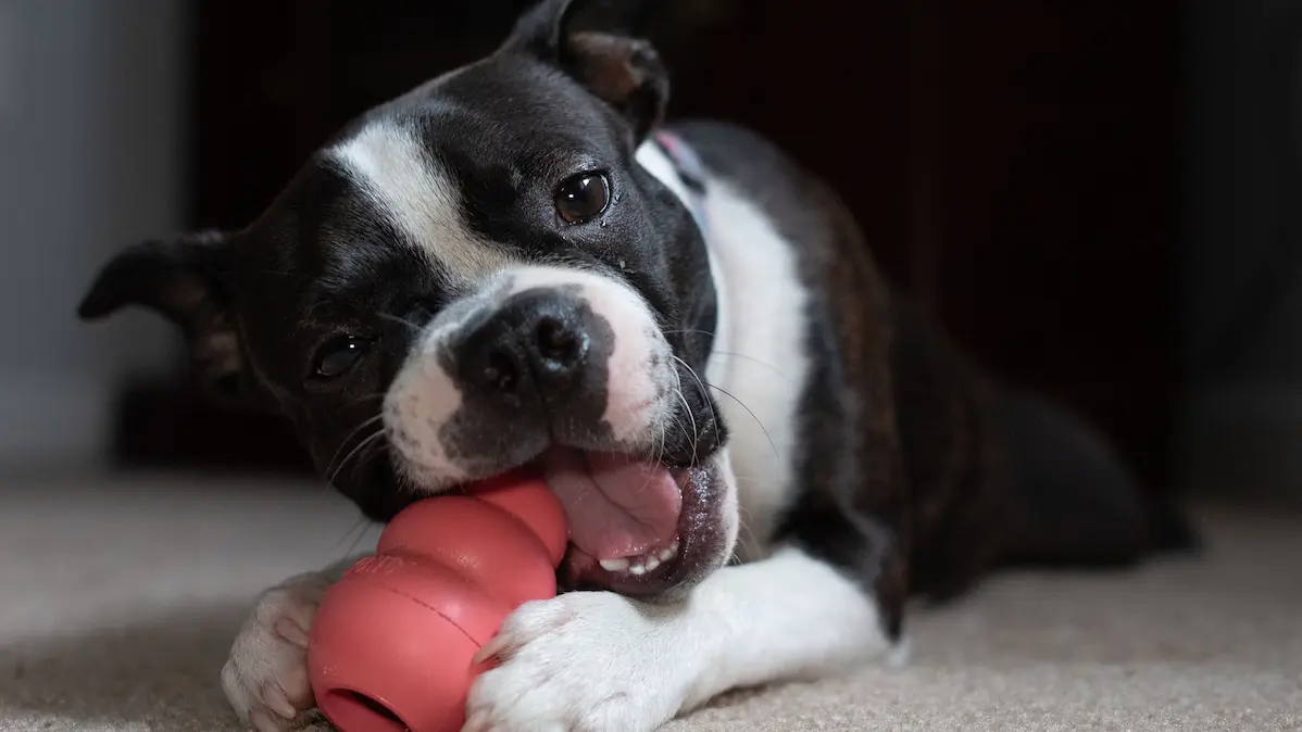 Dog comfortably chewing on a pink indestructible rubber toy to relieve separation anxiety at home